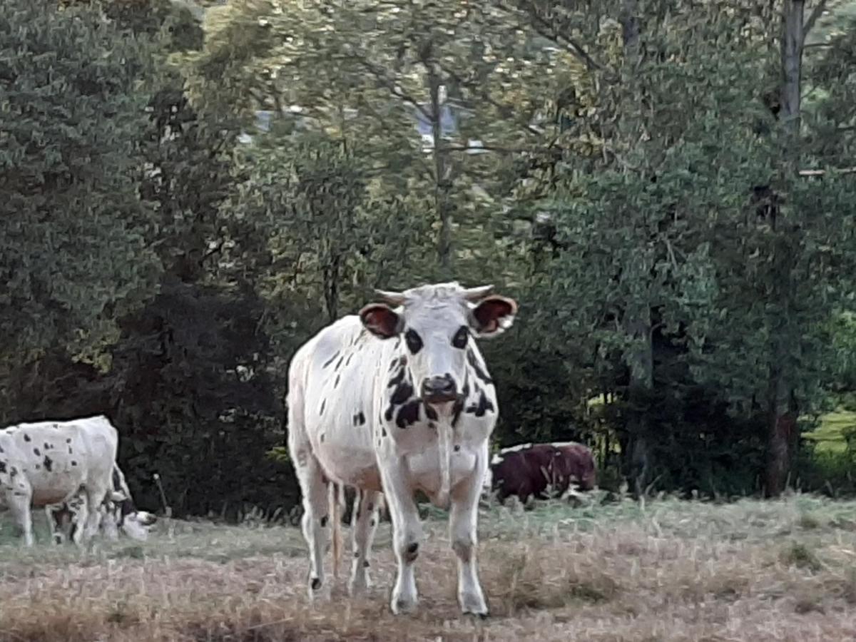 Gite De La Butte Condé-sur-Vire Exterior foto